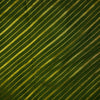 Satin Brocade Mehendi Green With Gold Slant Weaves Woven Fabric